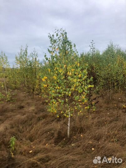 Береза оптом