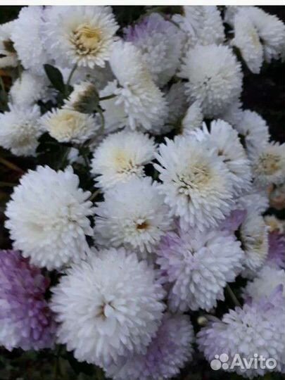 Хризантемы