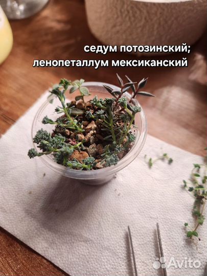 Суккуленты, растения, седум