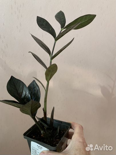 Замиокулькас Равен