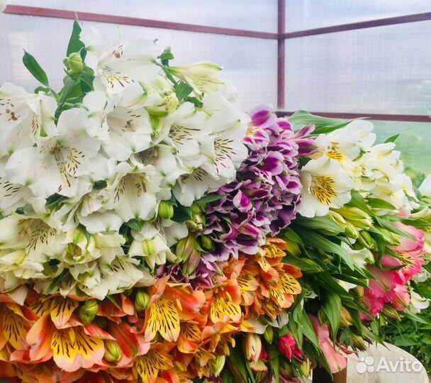 Живые Цветы.Альстромерия.Букеты