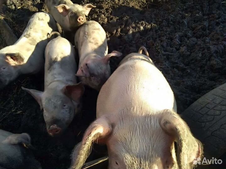 Хрячки - молодцы