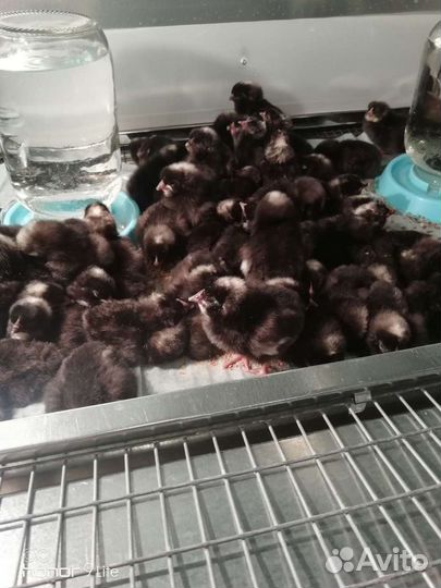 Цыплята Доминант суточные и подрощенные