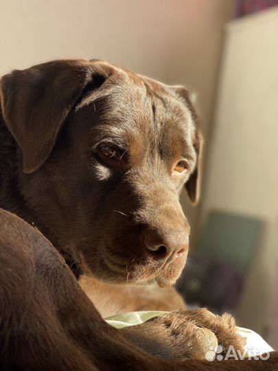 Случка лабрадор