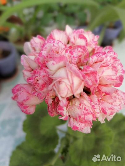 Пеларгония герань