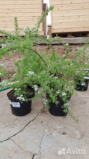 Плодово-ягодные кустарники