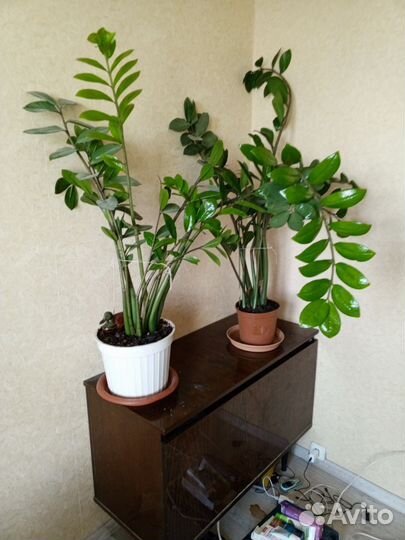 Замиокулькас