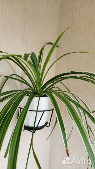 Хлорофитум