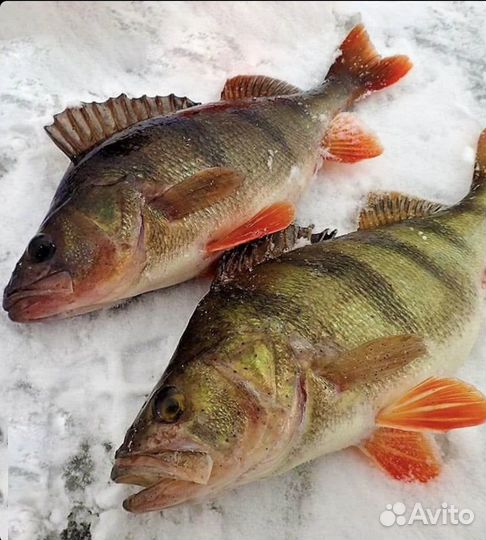 Окунь речной