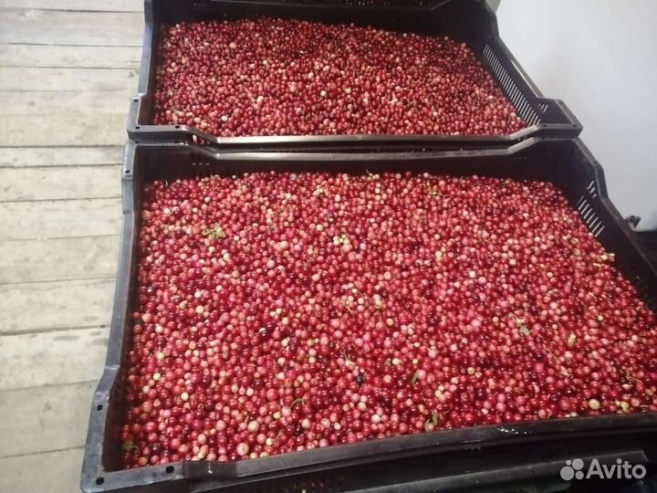 Свежая брусника, клюква