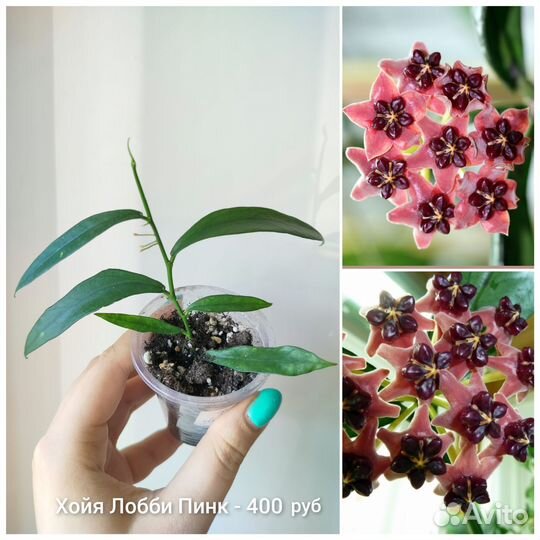 Хойя, разные сорта