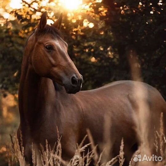 Навоз конский в мешках