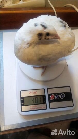 Перепелиное инкубационное яйцо