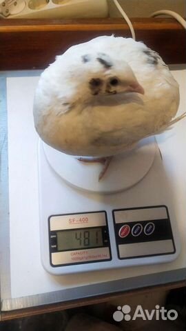 Перепелиное инкубационное яйцо