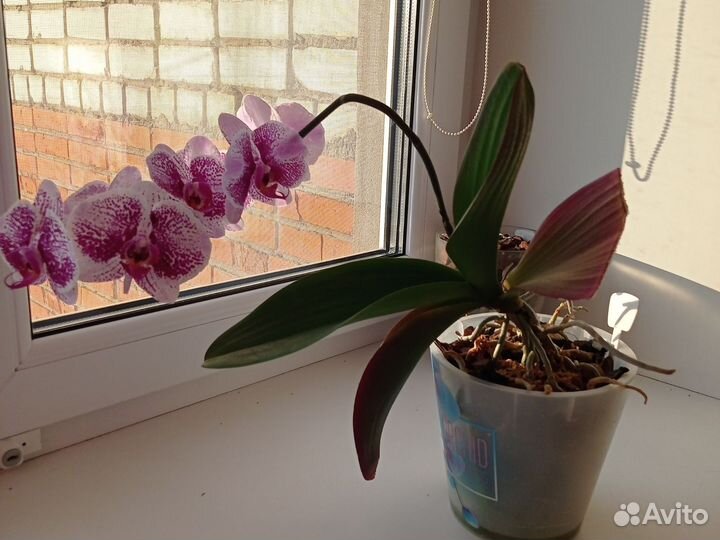 Орхидея фаленопсис