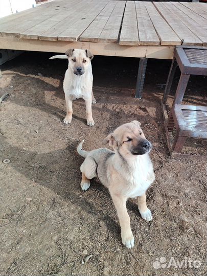 Щенки в добрые руки