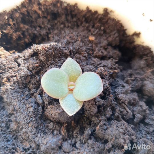 Денежное дерево толстянка