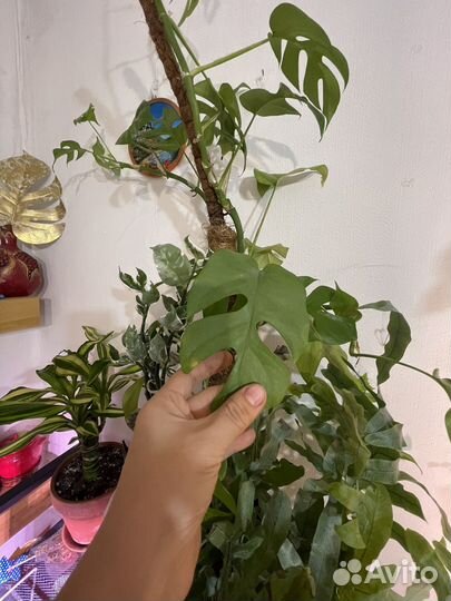 Монстера минима (рафидофора )