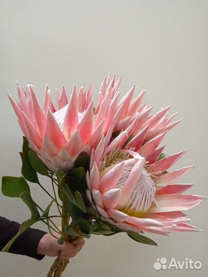 Цветы Экзотика Протея