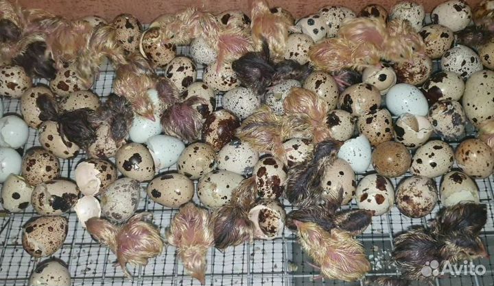 Инкубационное яйцо перепела: селадоны,Техас,и др