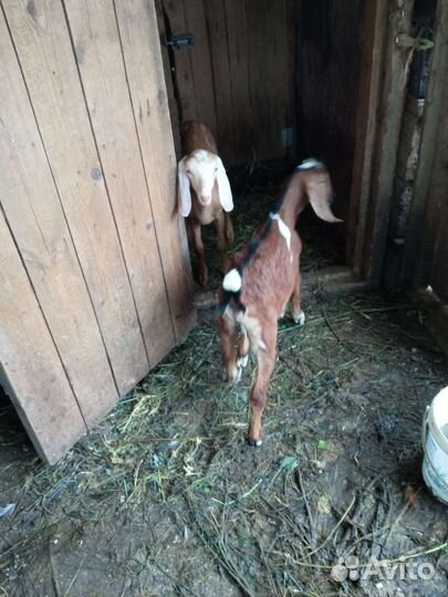 Англо нубийские козы