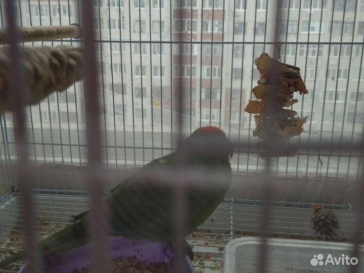 Птицы какарики