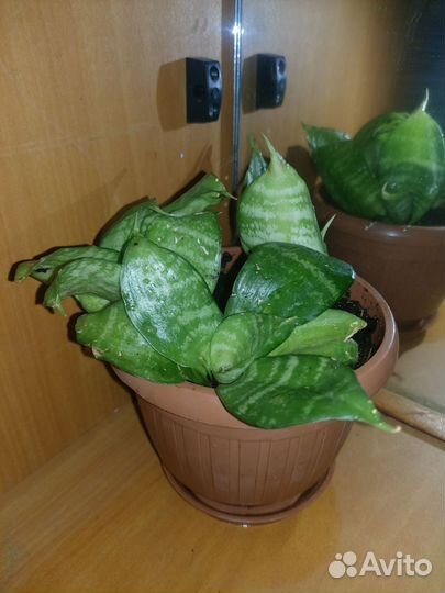 Сансевиерия