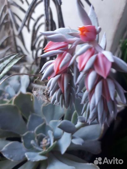 Красота поднебесная и Ципирус, суккуленты