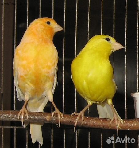 Канарейка иллюстрация. Норейка. Певчие канарейки. Кенар ватерслагер. Шотландская канарейка.