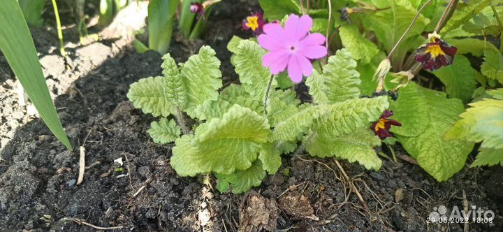 Астра, вербейни, очиток, примула, купена