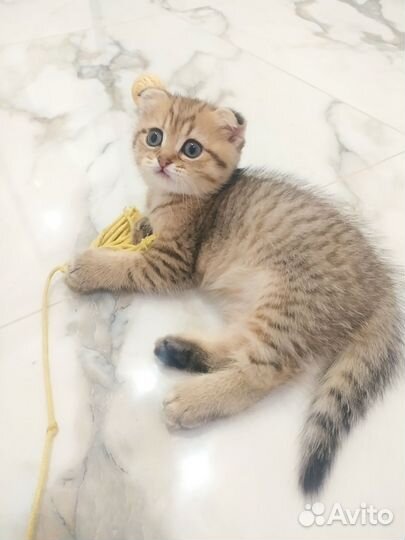 Шотландские котята