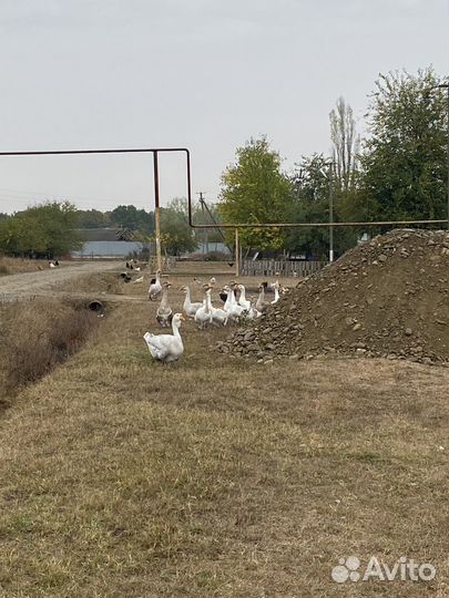 Гуси хормогорцы