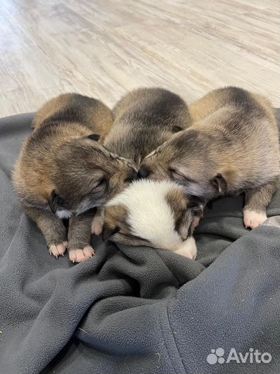 Щенки лайки