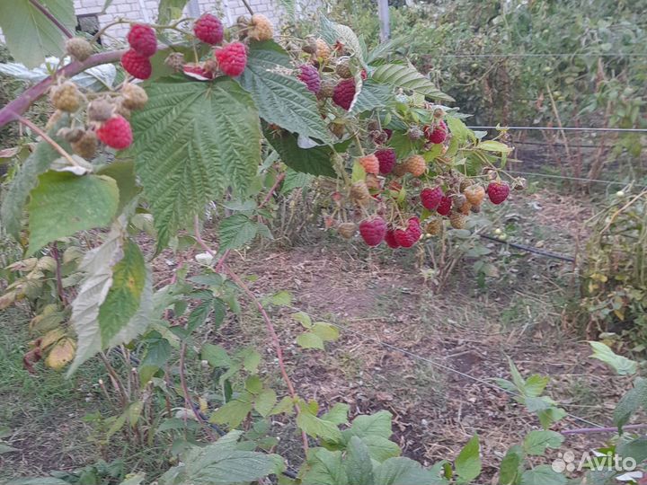 Малина дерево