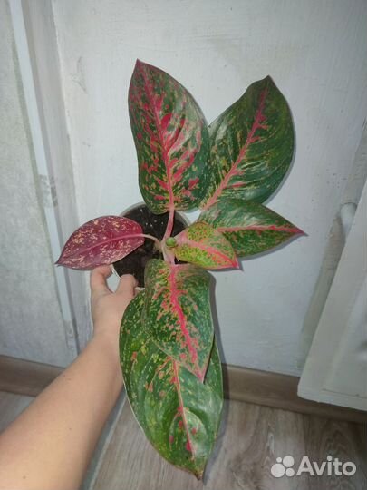 Аглаонема Ред, Рози,Дарк стар, 'pincut'