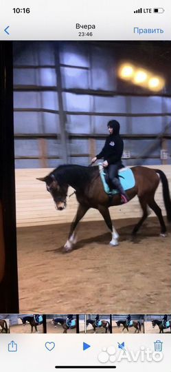 Коновод, тренер, берейтор, инструктор