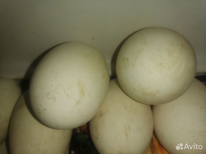 Яйца домашнее гусиное