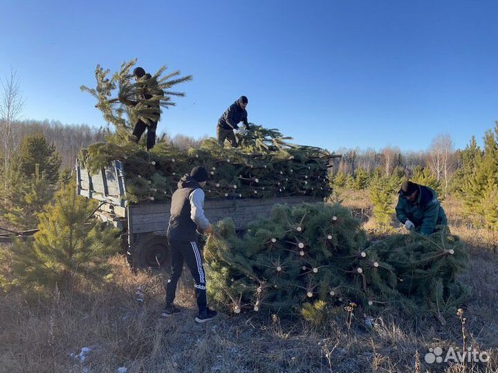 Сосна Оптом