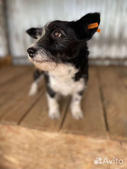 Собака в добрые руки