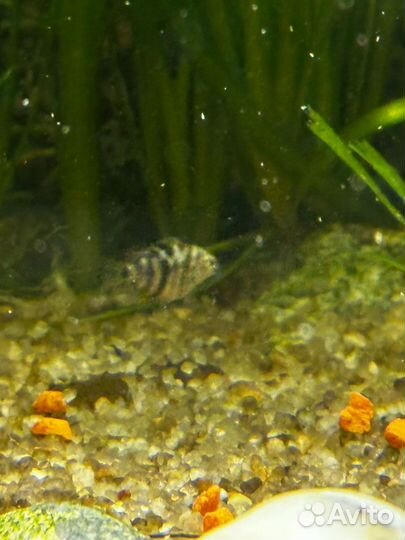 Рыба попугай