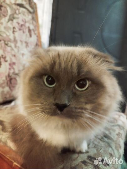 Котик в добрые руки