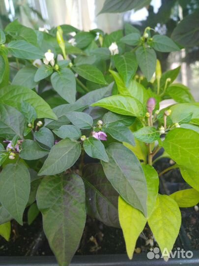 Рассада перчиков