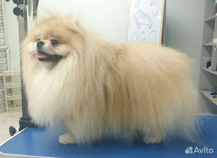 Породная стрижка (груминг) и уход за шпицем