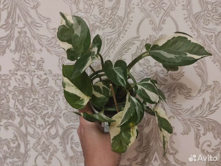 Хлорофитум Грин Оранж,эпипремнумы