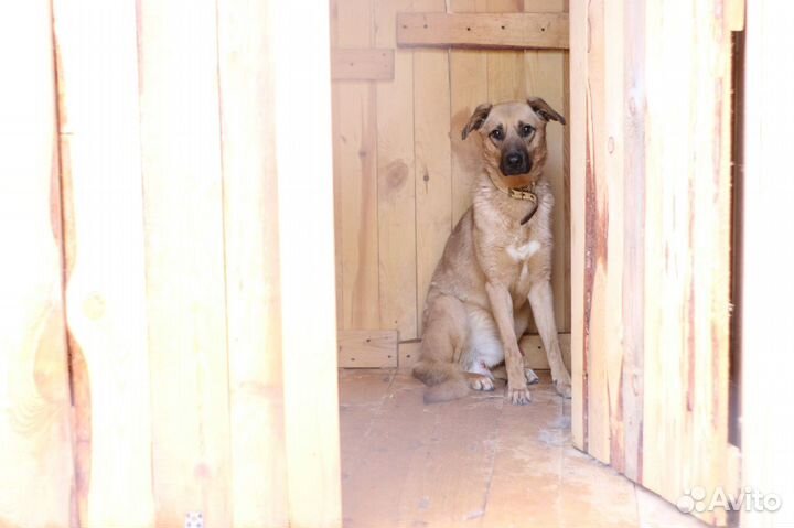 В добрые руки