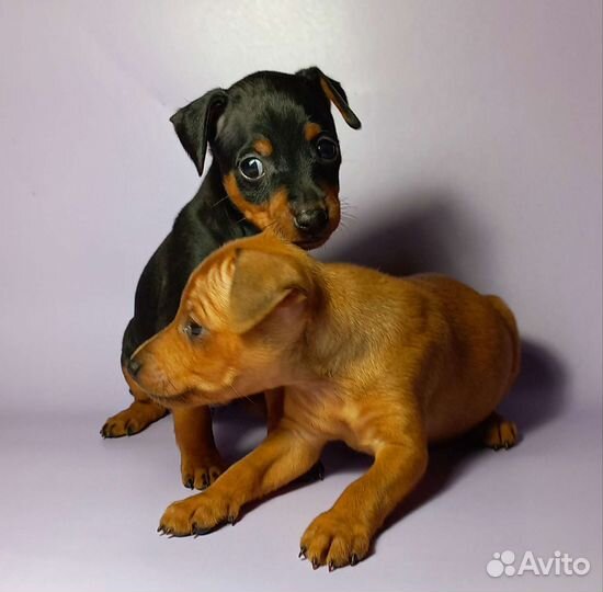 Цвергпинчер