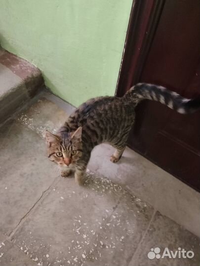 Отдам кошку