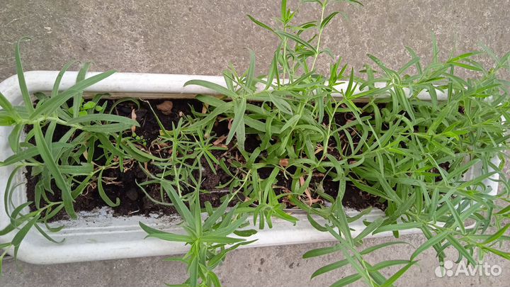 Гипсофила Снежинка и Роза Фейри