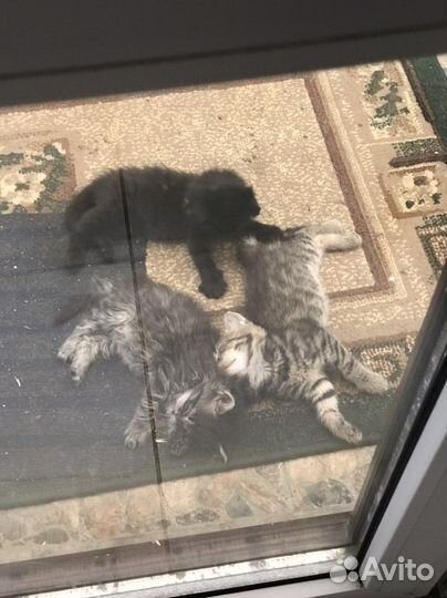 Отдам в добрые руки миленьких котяток