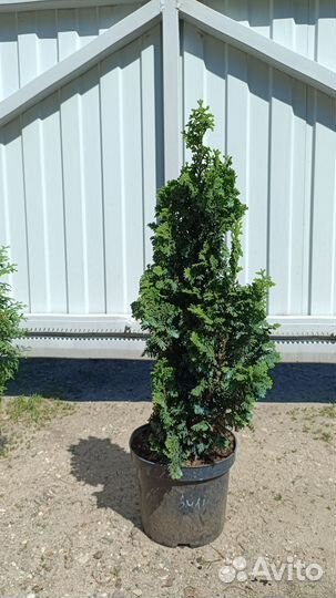 Туя узкая информация в описании